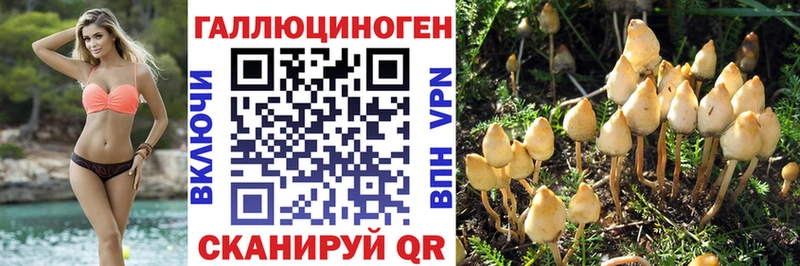KRAKEN ССЫЛКА  Кореновск  Галлюциногенные грибы Psilocybine cubensis 