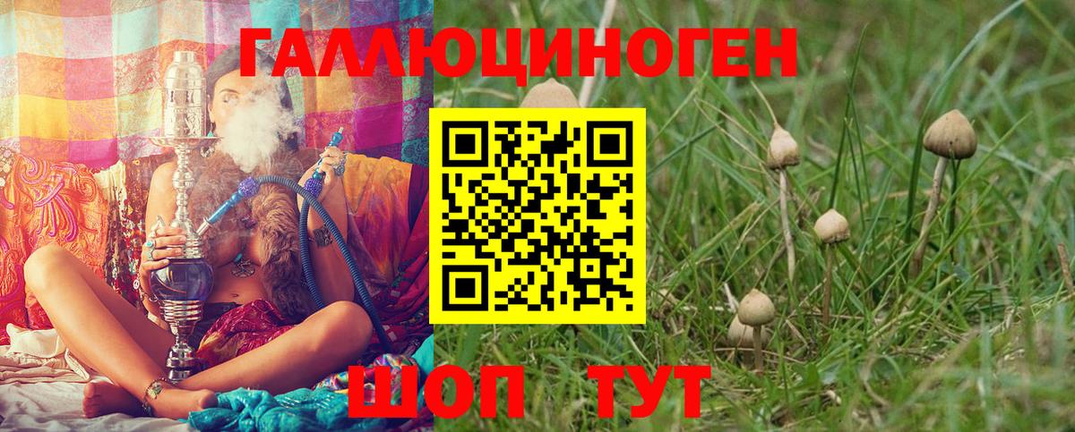 Галлюциногенные грибы Psilocybine cubensis Кореновск