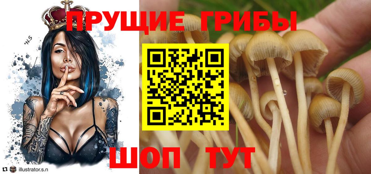 Кореновск  Псилоцибиновые грибы GOLDEN TEACHER  Вход с VPN 